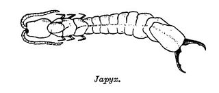 Japygidae family of arthropods
