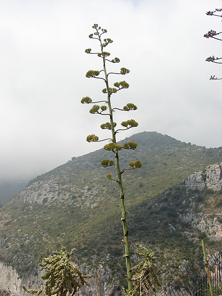 File:Jardin Exotique, Èze, Provence-Alpes-Côte d'Azur, France - panoramio (4).jpg