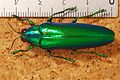 Chrysochroa fulminans babuyanensis