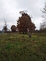 English: Jewish cemetery