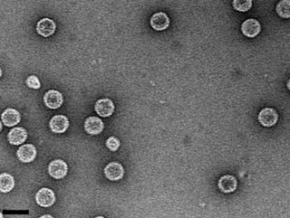 <i>Picobirnavirus</i> Genus of viruses
