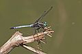 * Nomination Julia skimmer (Orthetrum julia) immature male, Uganda --Charlesjsharp 11:32, 12 February 2017 (UTC) * Promotion Good quality. --Poco a poco 12:09, 12 February 2017 (UTC)