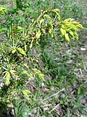 Juniperus communis var depressa SCA-02944 (3x4).jpg