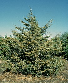 arbore Juniperus virginiana.jpg