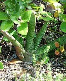 Juvenile G.acinacifolia - still showing the strap-shaped, distichous leaf form of young plants Juvenile Gasteria acinacifolia acilliers South Africa 5.jpg