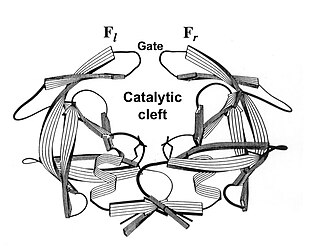 Chous distorted key theory for peptide drugs