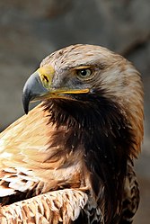 Kaiseradler Aquila heliaca