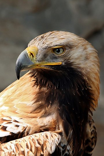 Aquila heliaca