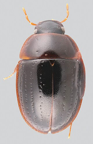 <i>Katasophistes</i> Genus of beetles