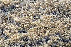 عکس از شکل شوره ها و رسوبات نمکی خاک در پارک ملی کویر