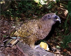 Kea (Nestor notabilis)