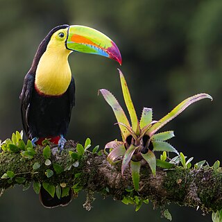 <span class="mw-page-title-main">Keel-billed toucan</span> Species of bird