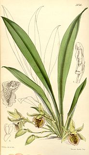 <i>Kefersteinia</i> (plant) Genus of orchids