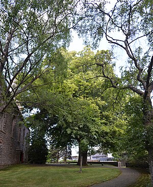 Kirburg, Baumgruppe an der evangelischen Kirche (2).jpg