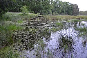 Zerweliner Koppel nature reserve (June 2014)