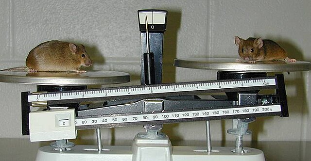 A knockout mouse (left) that is a model for obesity, compared with a normal mouse