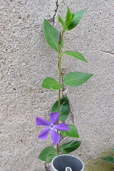 File:Korina 2016-04-19 Vinca major 6.jpg