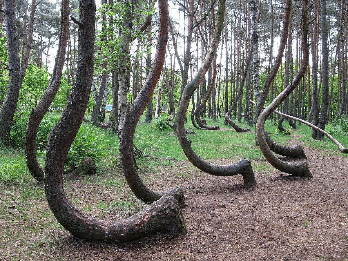 Crooked Forest - Wikipedia