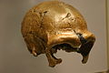 La Quina 5 es un esqueleto, incluyendo gran parte del cráneo, de una mujer neanderthal de hace entre 40 y 55 mil años.