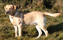 side view of a yellow dog in a grassy field, facing left