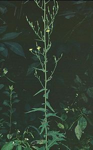 Lactuca quercina eF.jpg