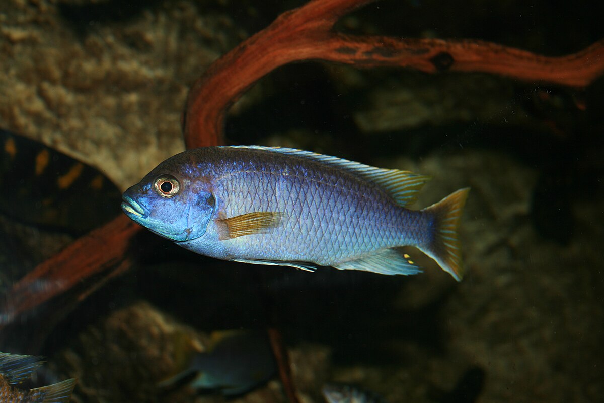 CICHLID