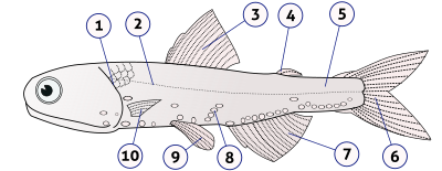 What is a dorsal fin used for?