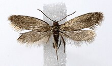 Lampronia standfussiella.jpg