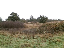 widok zarośli krzewów i suchych trawników na nierównym terenie