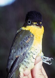 <span class="mw-page-title-main">Andean laniisoma</span> Species of bird