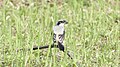 * Nomination: A Long-tailed shrike (Lanius schach). --GerifalteDelSabana 02:57, 4 August 2018 (UTC) * * Review needed