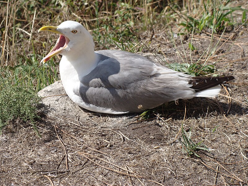 File:Larus michahellis.014 - Islas Cies.JPG