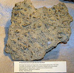 Silurian aikaista merenpohjaa. Löytöpaikka: Dudley, West Midlands, England. Esillä Bristolin kaupungin museossa.