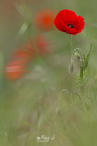 File:Le coquelicot ... The poppy ... - Flickr - oisansoft.jpg