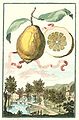 Lemon-of-Genova.jpg