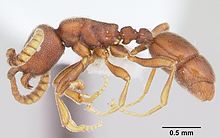 Leptanilloides nomada casent0104901 profil 1.jpg