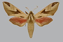 Leptoclanis pulchra BMNHE814030 male up.jpg