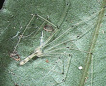 Pholcidae - Wikipedia