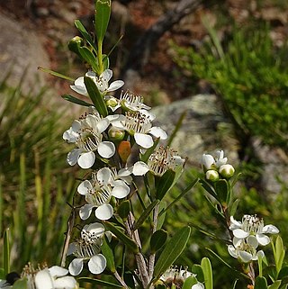 <i>Leptospermum emarginatum</i> Australian species of plant