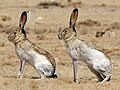 white-sided jackrabbit