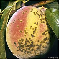 Lesions on Peach Fruit.jpg