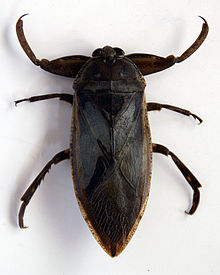 Lethocerus.jpg