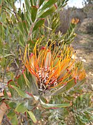 Leucospermum praemorsum duPreez 2.jpg