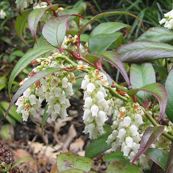 File:Leucothoe fontanesiana 02.jpg