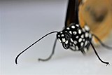 Life Cycle of a Butterfly ผีเสื้อหนอนใบรักธรรมดา 001.jpg