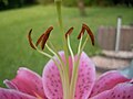 Lilium orientale