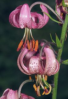 Lilium martagon (Túrbanlilja)