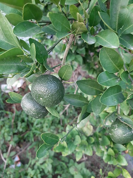 File:Lime tree in Punjab.jpg