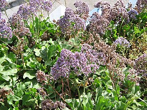 Limonium fruticans