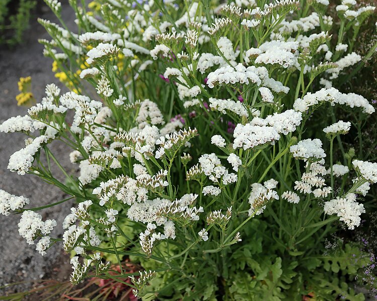 File:Limonium sinuatum JRVdH 03.jpg